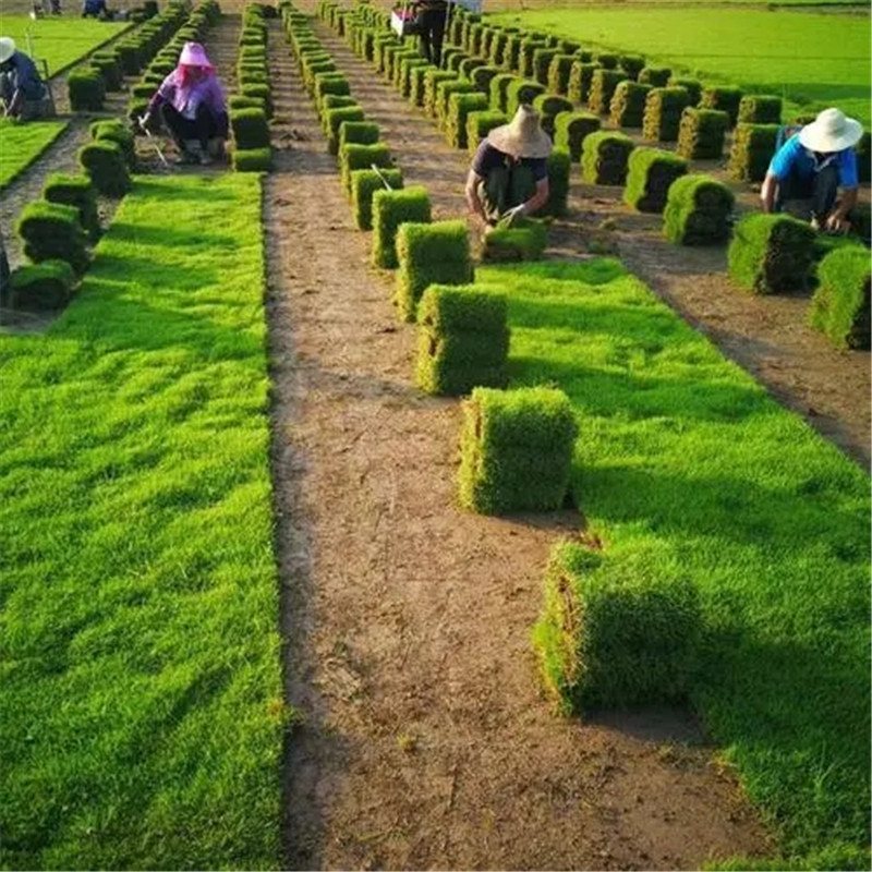 海南草皮種植適合什么地方-- ?？谛●T草皮種植基地中心