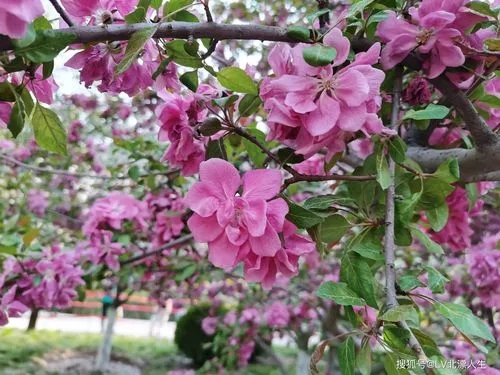 北京園林工程日常工作都有哪些-- 北京華振威種植中心