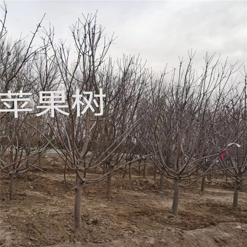 種植北京蘋果樹提高存活率的方法與技巧-- 北京蒙山果樹技術研究院公司