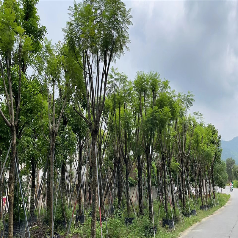 普寧藍花楹，絢爛盛開的季節-- 普寧廣太榮達苗木基地