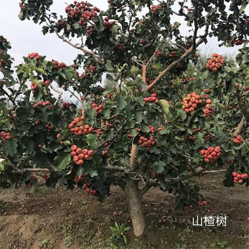 北京山楂樹移植的注意細節-- 北京名優果樹苗木基地   