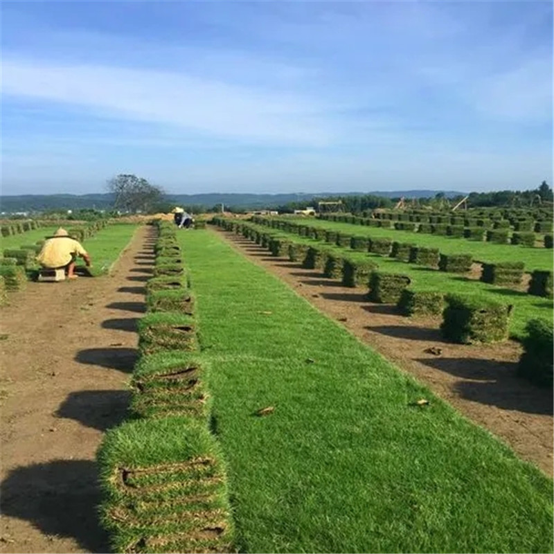 ?？诓萜しN植，土壤要求與養護策略-- ?？谛●T草皮種植基地中心