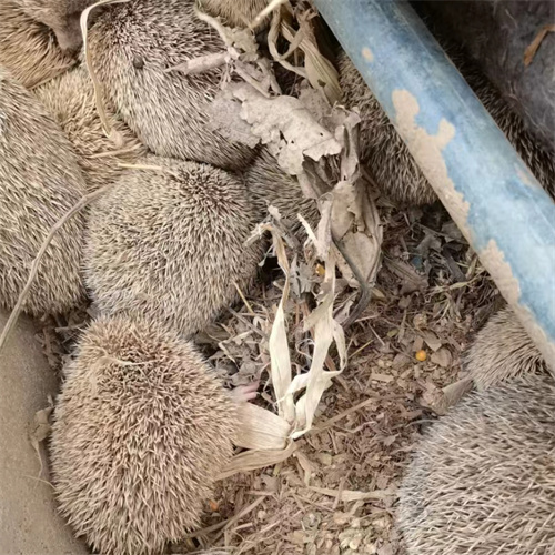 在哪能買到很多小刺猬-- 山東為民獾子刺猬特種養殖基地