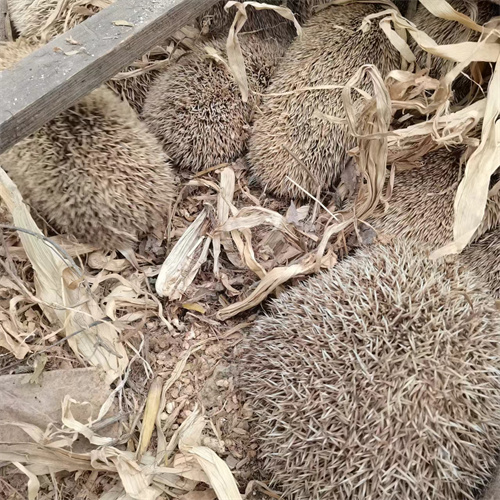 圈養農家大體刺猬飼養廠家-- 山東為民獾子刺猬特種養殖基地