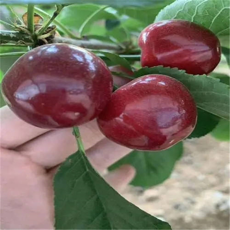 北京櫻桃樹栽植項目成功的必要因素-- 北京華振威種植中心