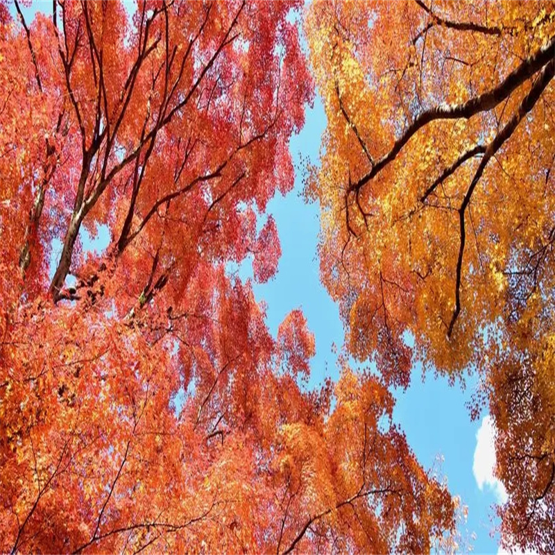 北京紅楓培育技術全面改良，為美麗秋景再添亮色-- 北京華振威種植中心