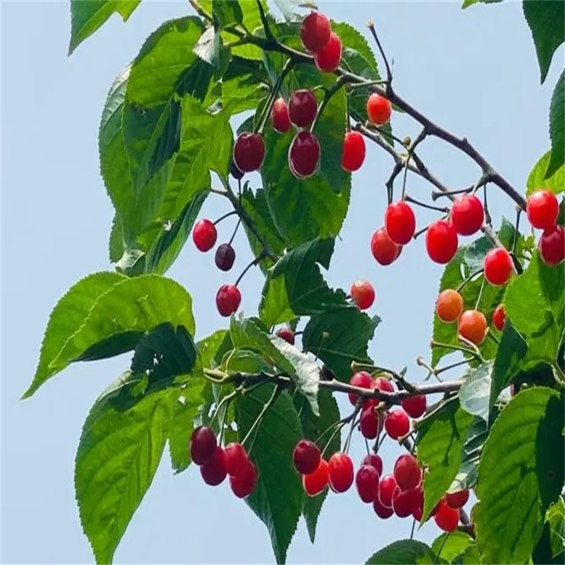 北京果樹苗栽培關鍵性管理措施-- 北京華振威種植中心