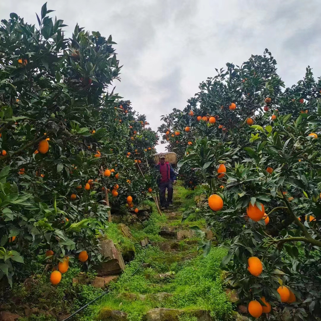 秭歸中華紅橙公司湖北秭歸臍橙的歷年產量和品牌榮譽-- 湖北秭歸雄豐果園