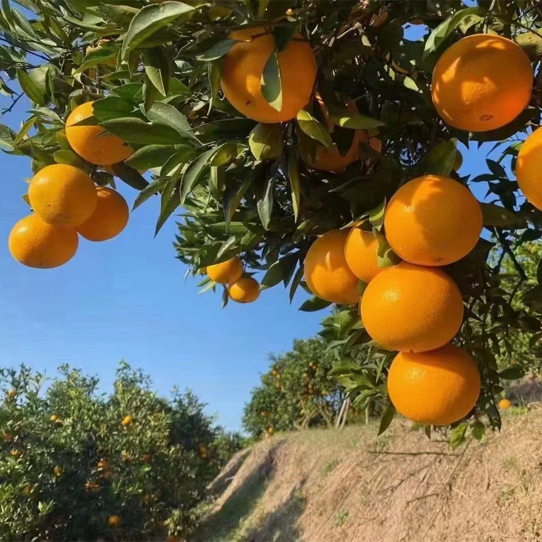 秭歸臍橙代辦，秭歸臍橙：香甜可口的自然饋贈-- 秭歸縣吉美園臍橙專業合作社