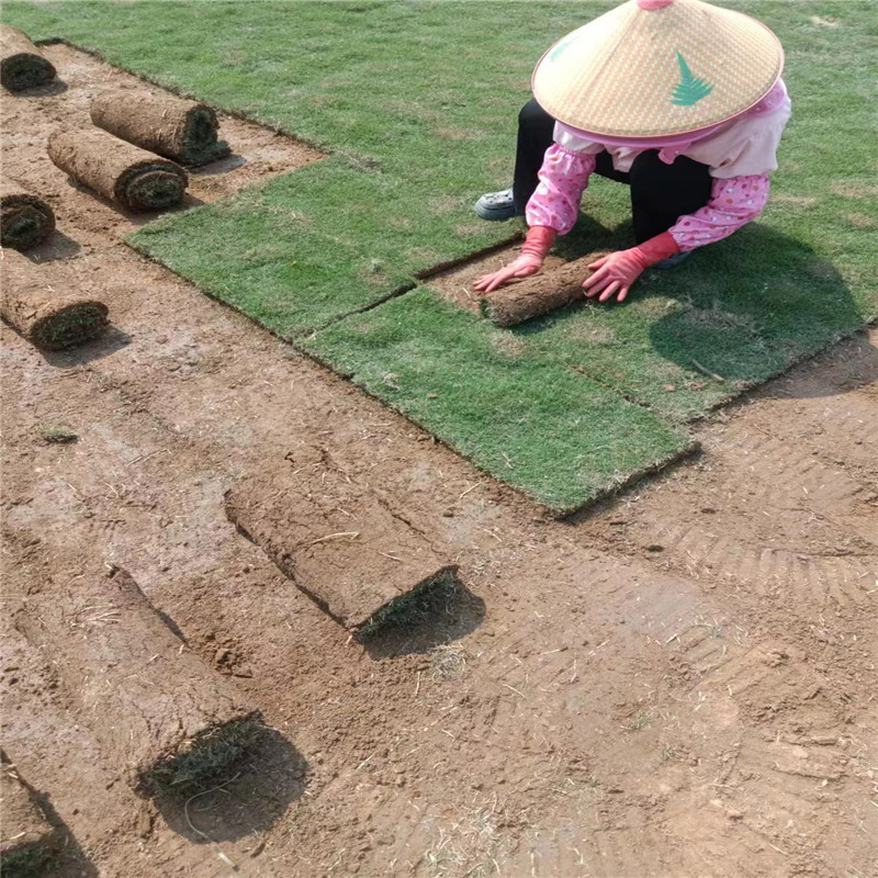 海南草坪主要用于下述幾個方面-- 海口小馮草皮種植基地 