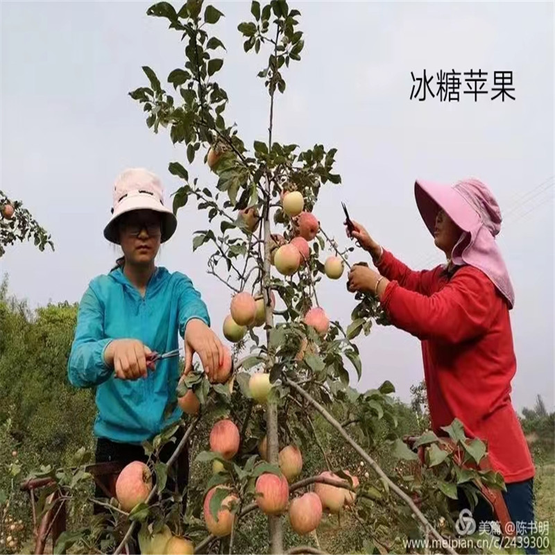 北京蘋果苗的生長環境需求解析-- 北京名優果樹苗木基地   