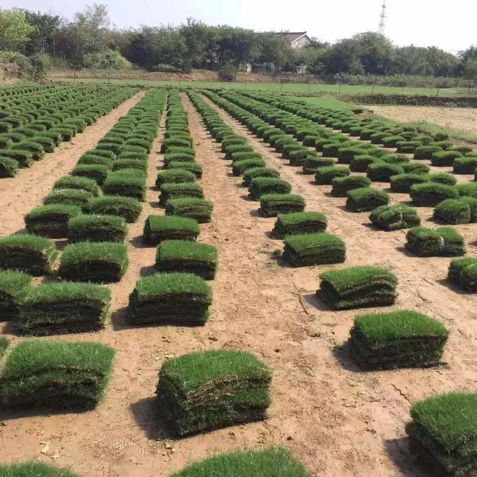 海南綠化草皮基地-- 海南園林綠化草皮苗木