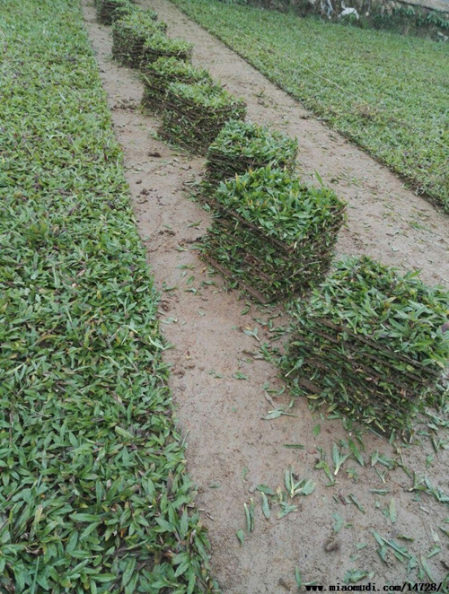 海口草皮基地批發-- 海南園林綠化草皮苗木