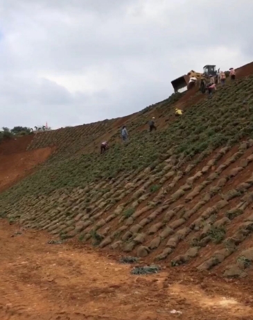 海南草皮基地要復耕嗎-- ?？邶埲A區恒源草種植場