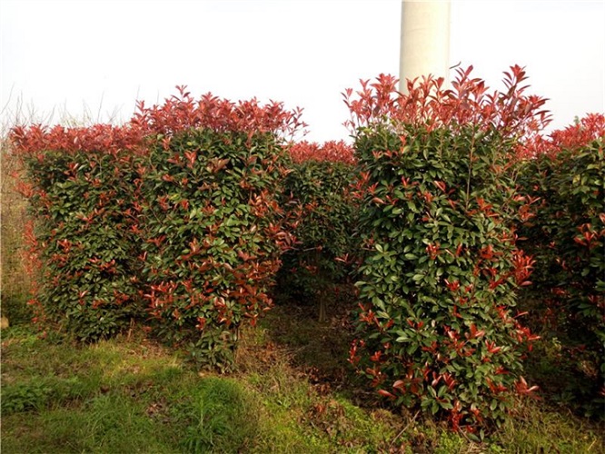 陜西紅葉石楠-- 陜西華彩園林苗木花卉基地