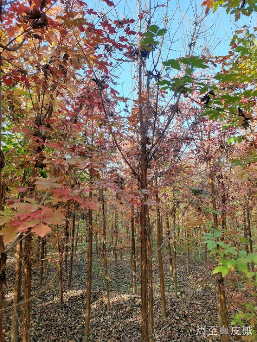 陜西血皮槭基地-- 陜西華彩園林苗木花卉基地