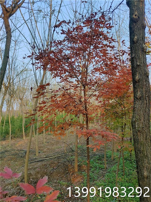 陜西血皮槭批發價格-- 陜西華彩園林苗木花卉基地