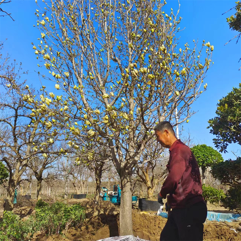 北京果樹(shù)基地的種植寶典-- 北京大興果樹(shù)基地