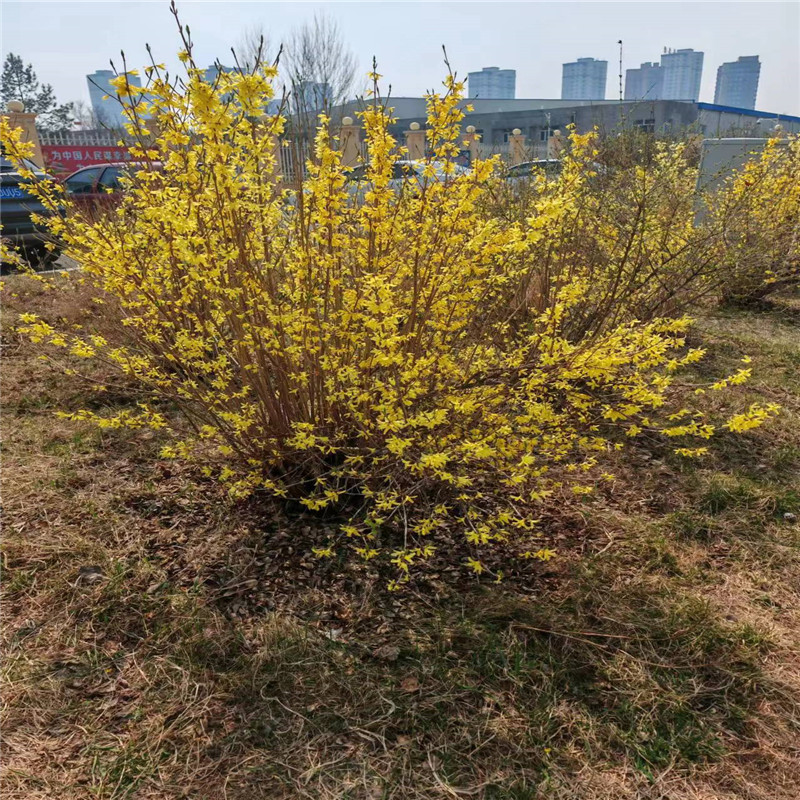 哈爾濱道路綠化養(yǎng)護的策略與實踐-- 哈爾濱圣澤苗木種植經銷處