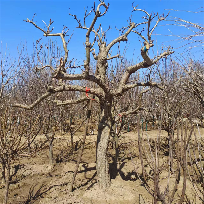 影響北京果樹(shù)種植成活率的關(guān)鍵因素-- 北京大興果樹(shù)基地