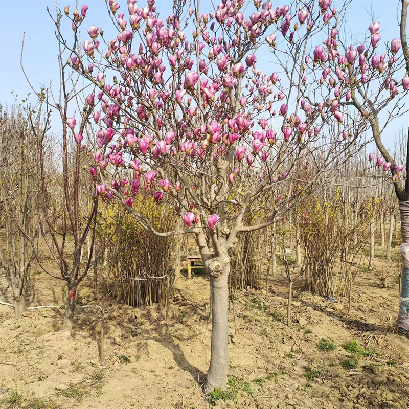 北京櫻桃苗修剪藝術(shù)，小技巧大智慧-- 北京大興果樹(shù)基地