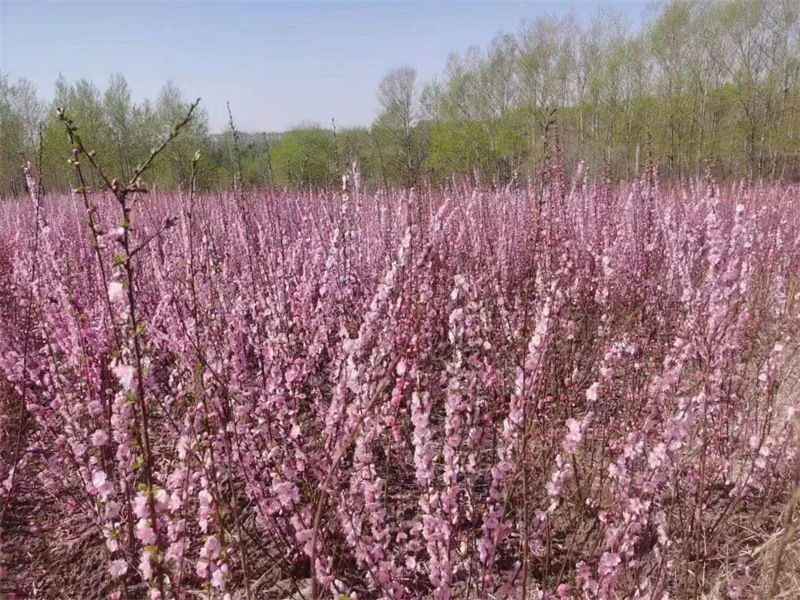 哈爾濱園林養護注意要點-- 哈爾濱圣澤苗木種植經銷處