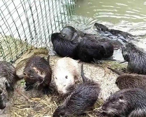 貴州海貍鼠在野外主要吃些什么植物呢-- 貴州詩詩竹鼠養殖場