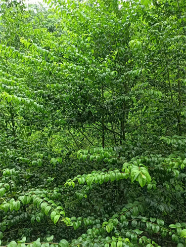 廣西崗梅苗木：綠色希望的播種者-- 廣西優(yōu)朗三叉苦繁育種植基地