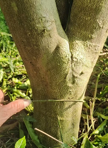 廣西三叉苦藥材種植積極扶持中藥材加工基地建設(shè)-- 廣西優(yōu)朗三叉苦繁育種植基地