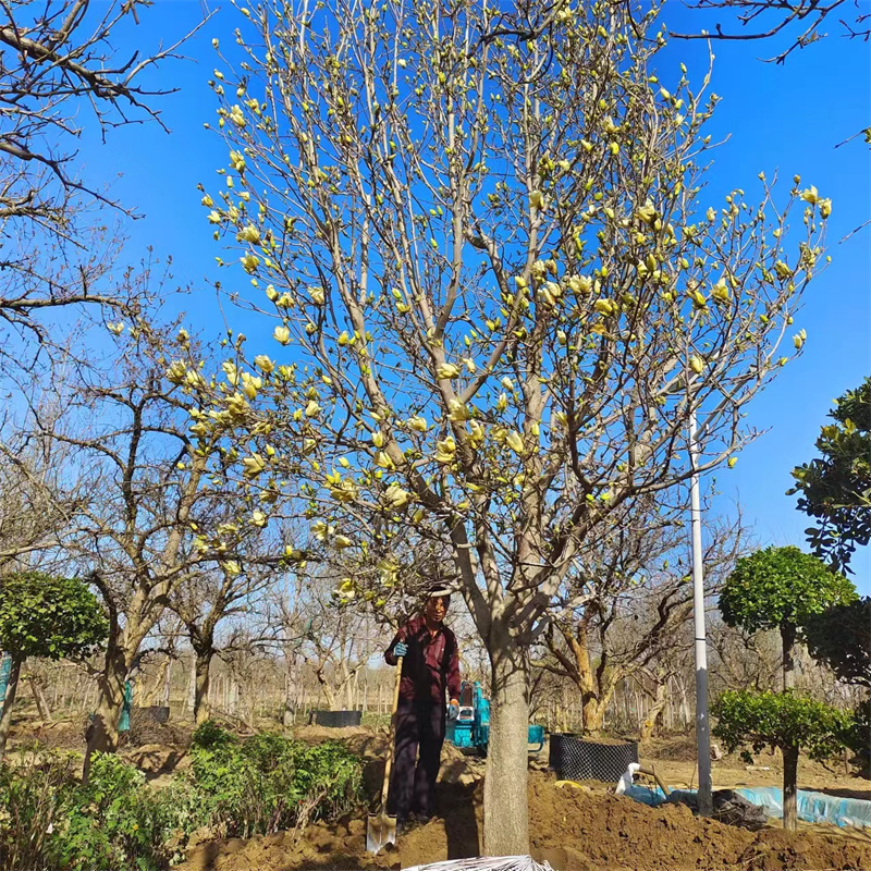 怎樣讓梨樹苗多結櫻桃提高產量-- 北京大興果樹基地