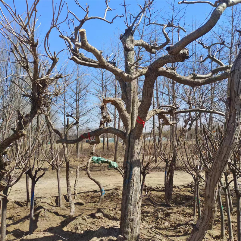 北京櫻桃樹種植方法詳細介紹-- 北京大興果樹基地