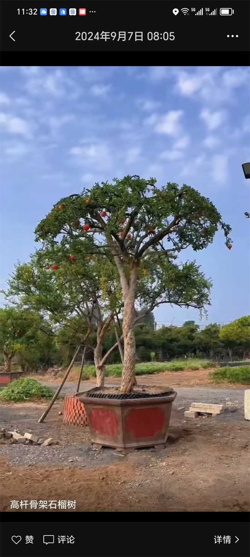 北京石榴樹栽培，經濟價值的探討-- 北京宏偉果樹苗木基地