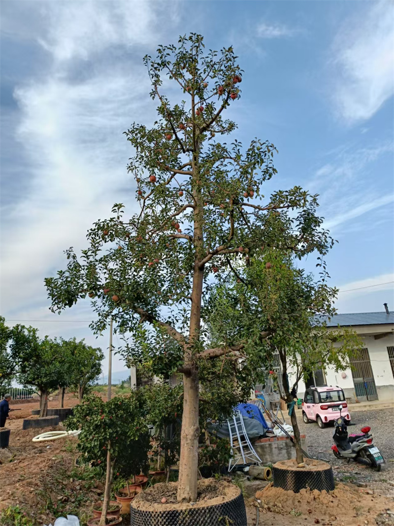 北京蘋果樹，都市綠洲中的自然印記-- 北京大興果樹基地