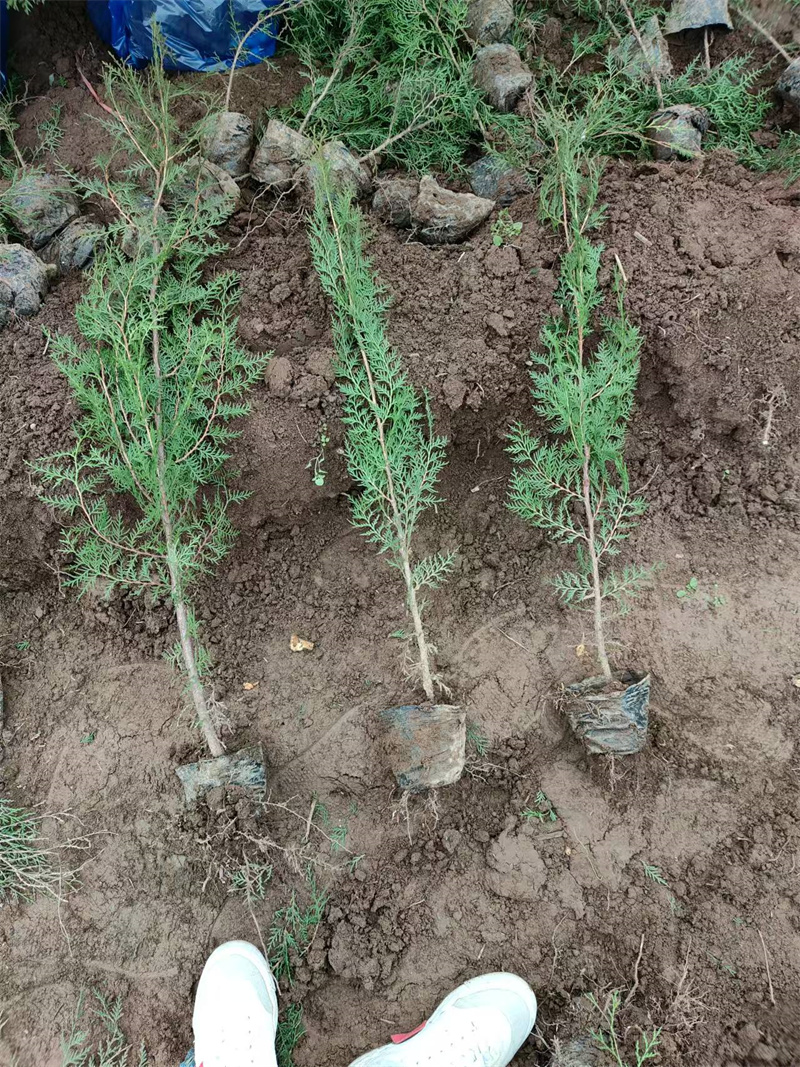 陜西苗圃基地日常事項