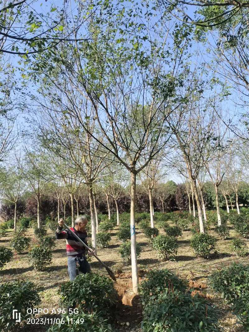 小區綠化苗木如何養護-- 陜西景盛苗圃基地