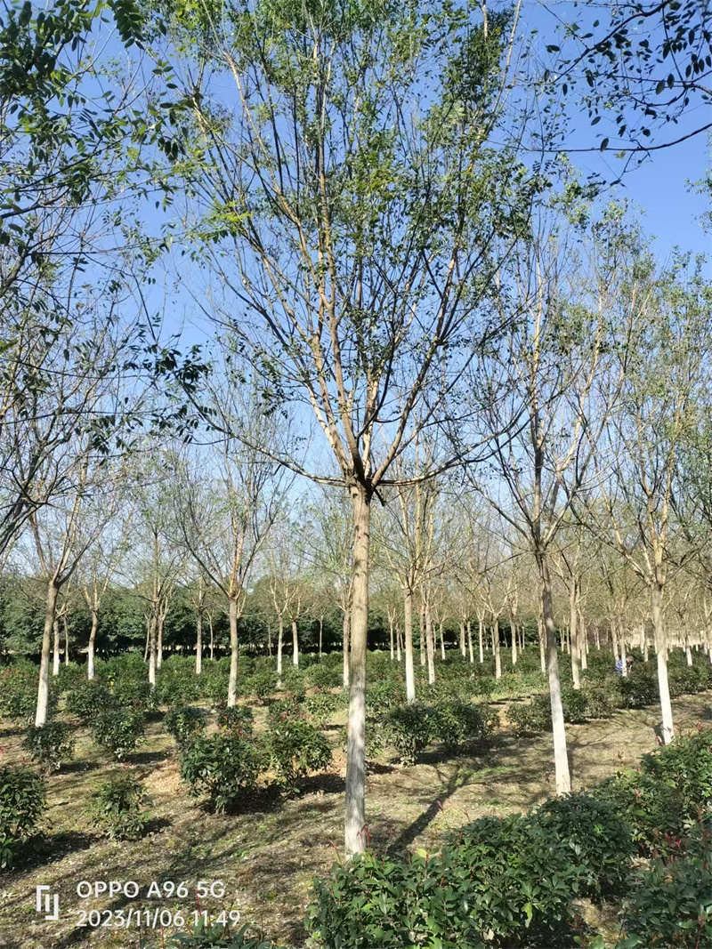 如何有效管理苗圃基地以保障植物健康成長-- 陜西景盛苗圃基地