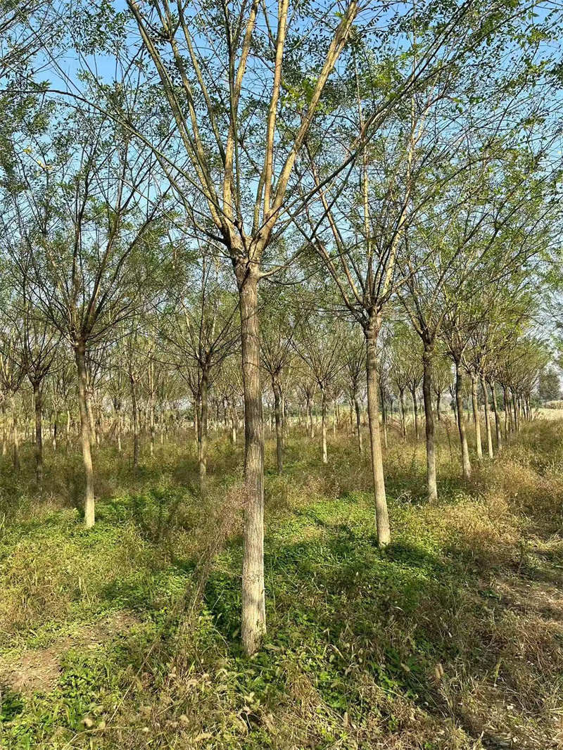 西安苗木，綠動城市，美化家園的璀璨明珠-- 陜西景盛苗圃基地