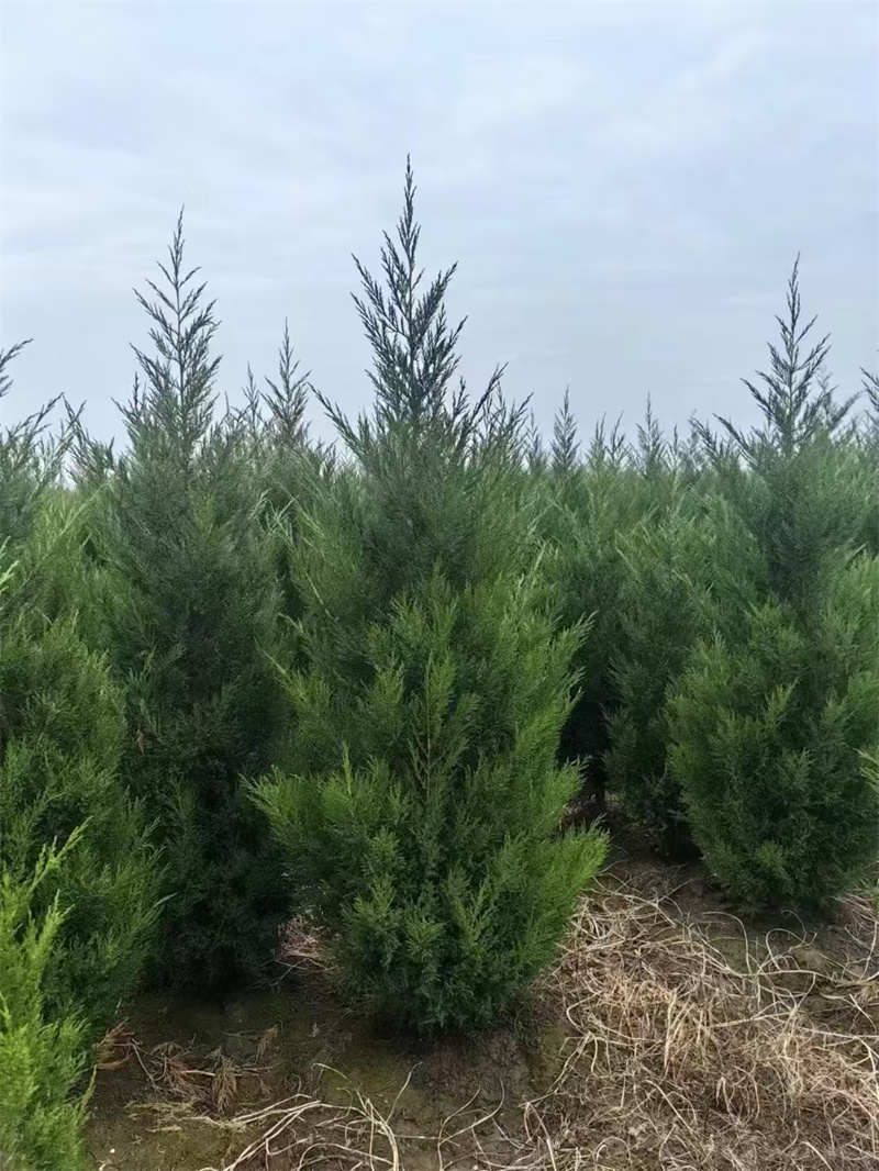 西安苗圃基地，綠化的先鋒與生態守護者-- 陜西景盛苗圃基地