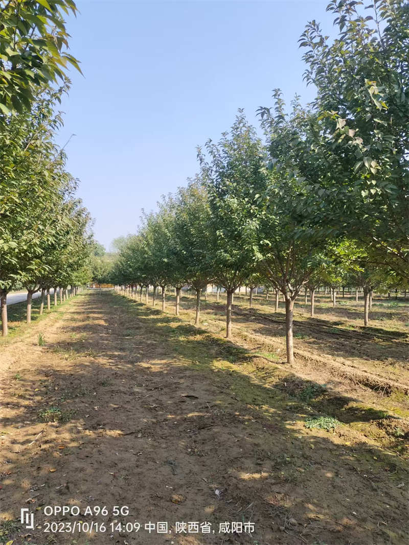 陜西苗木，綠化未來的綠色希望-- 陜西景盛苗圃基地