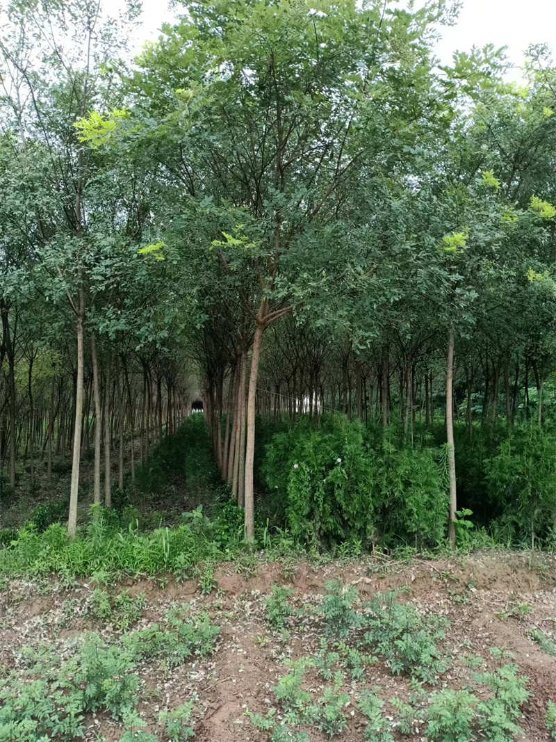 探索陜西苗圃基地的綠色奇跡-- 陜西景盛苗圃基地