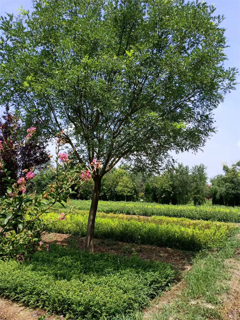 陜西苗木基地，綠色寶庫，生態典范-- 陜西景盛苗圃基地