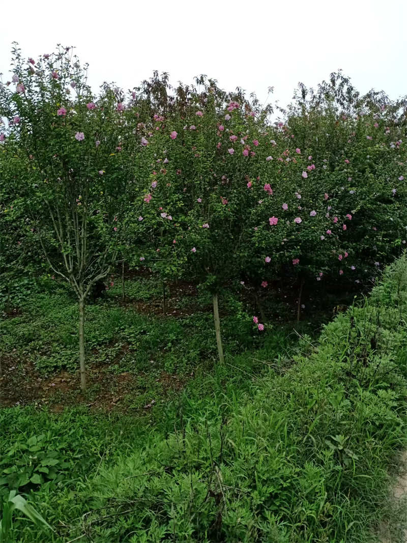 探索陜西苗圃基地的綠色奇跡-- 陜西景盛苗圃基地