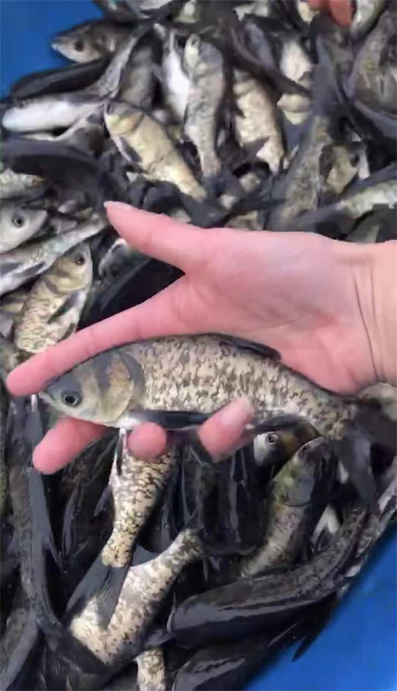 上海魚苗養殖場水溫改善指南-- 上海青浦區淀山湖淡水養殖場