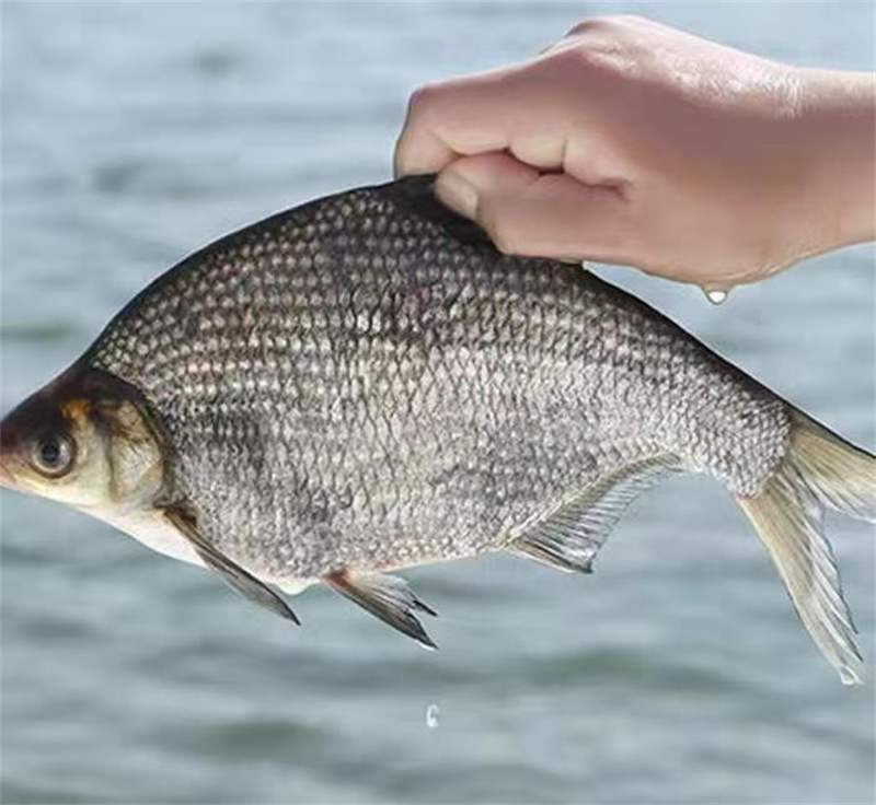 上海淡水魚苗培育管理，從科學到實踐-- 上海青浦區淀山湖淡水養殖場