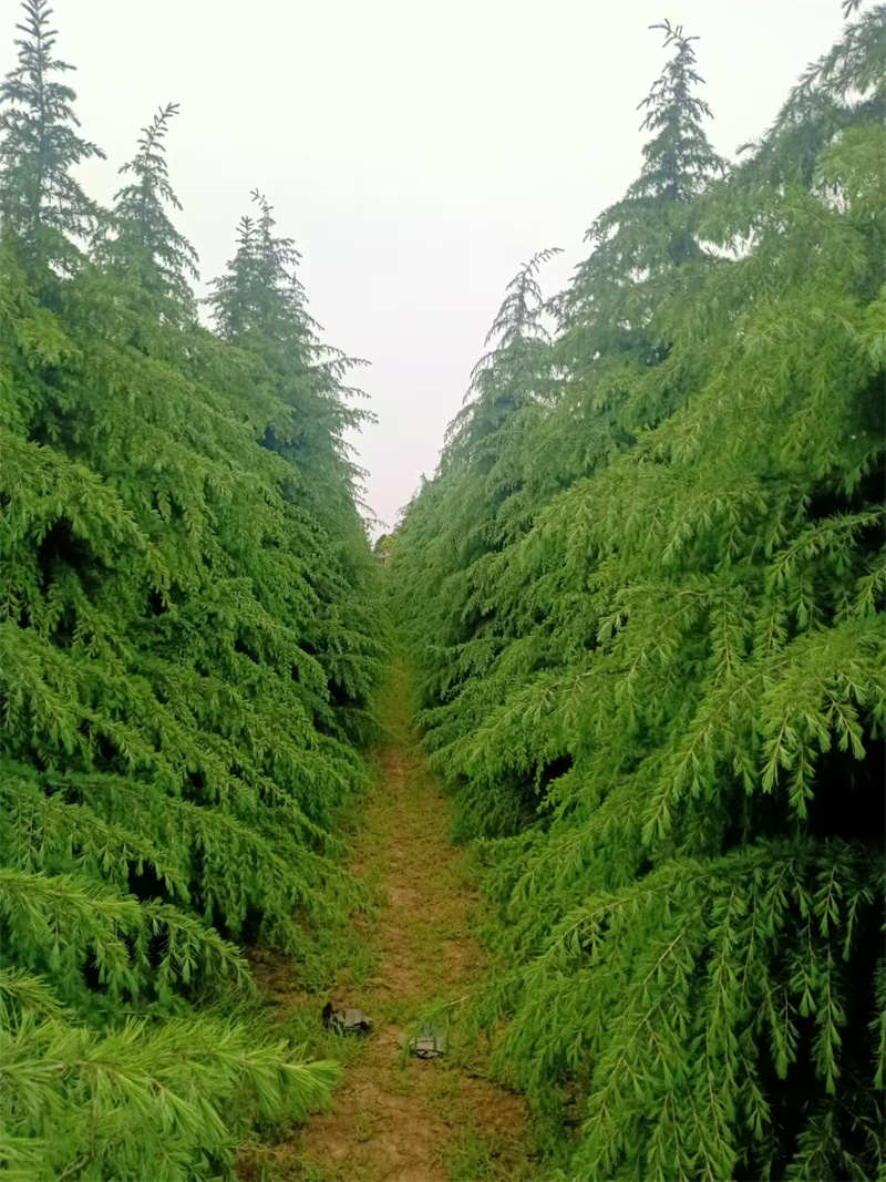 陜西雪松，常綠喬木的瑰寶-- 陜西景盛苗圃基地