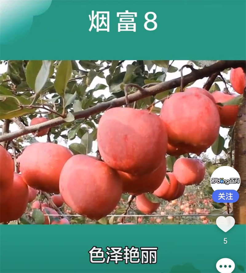 煙富-- 北京蒙山果樹技術研究院公司