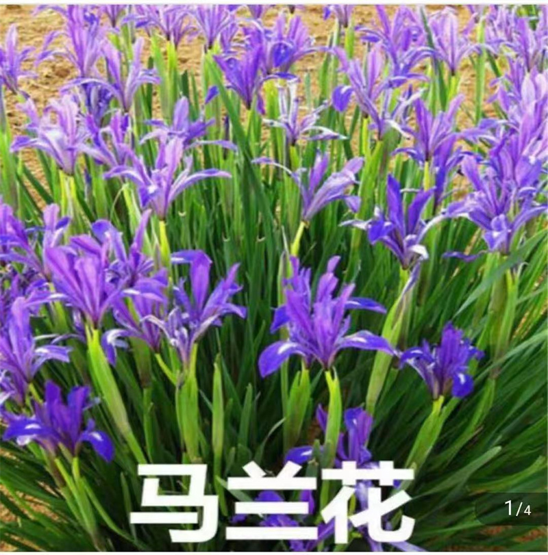 馬蘭花-- 北京蒙山果樹技術研究院公司