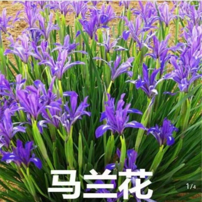 馬蘭花